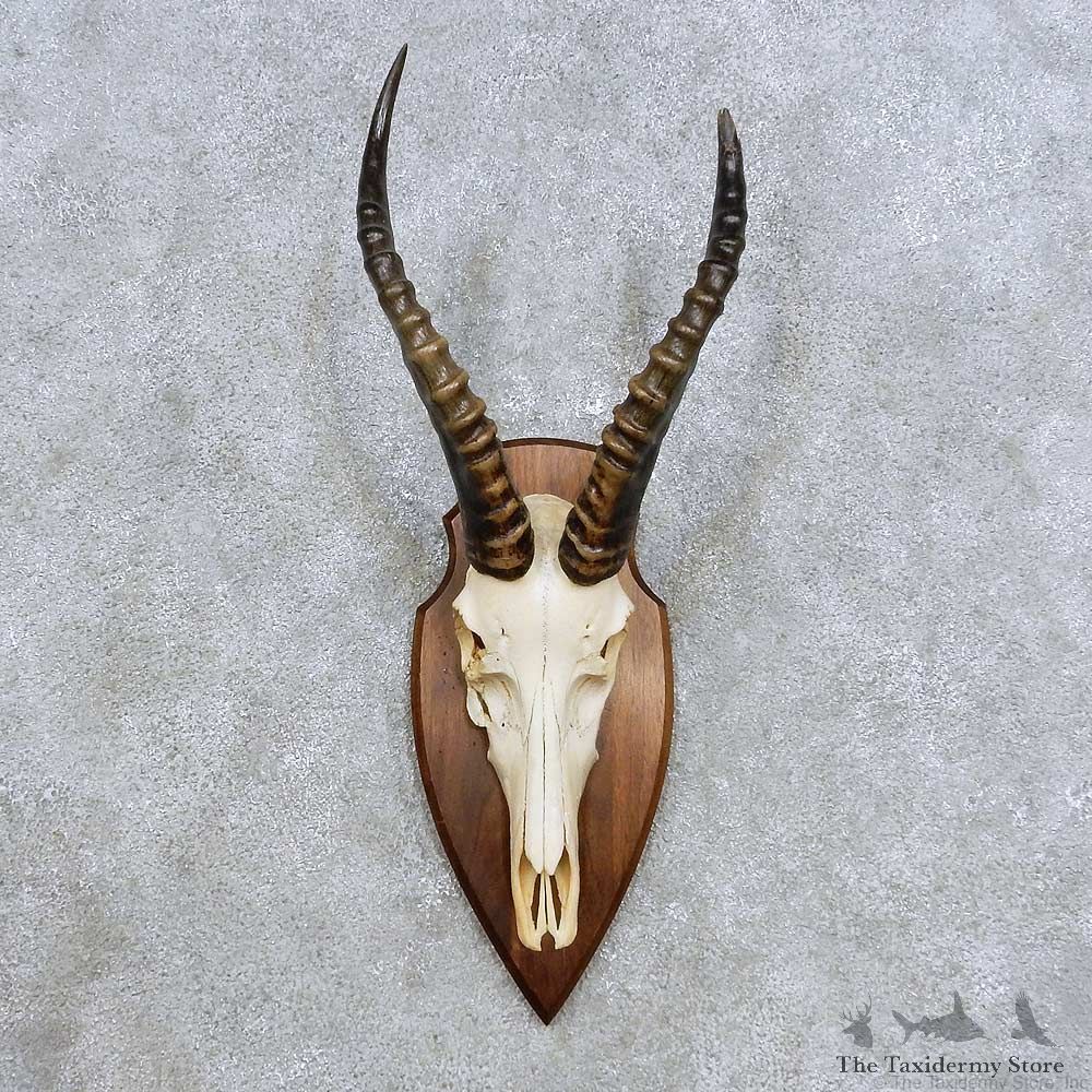 Blesbok Skull Horn European Mount For Sale #14434 @ The Taxidermy Store