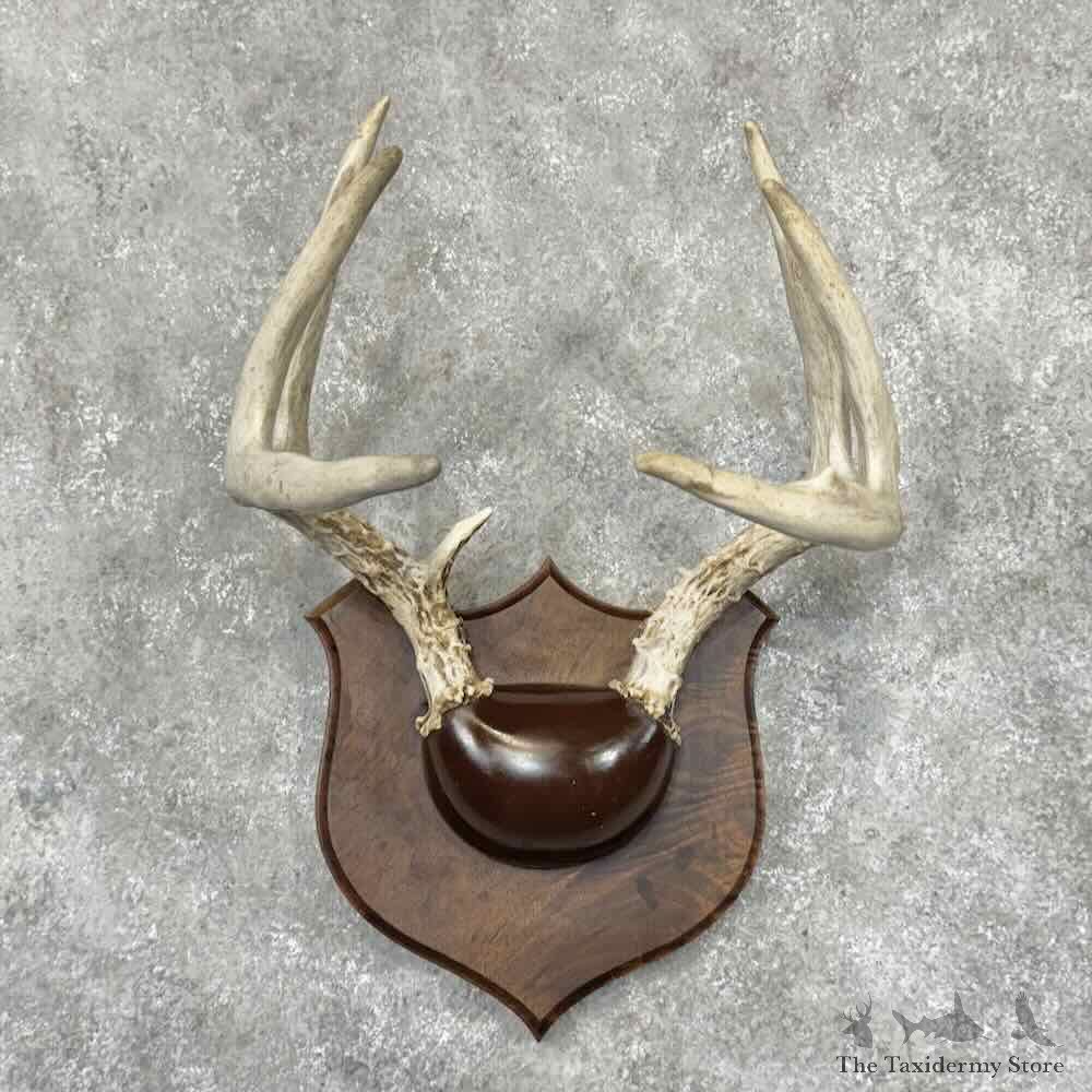 Whitetail Deer Antler Plaque Pair For Sale #30339 @ The Taxidermy Store