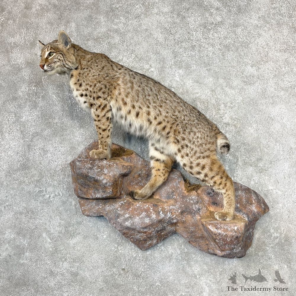 Western Bobcat Life-Size Mount For Sale #26958 @ The Taxidermy Store