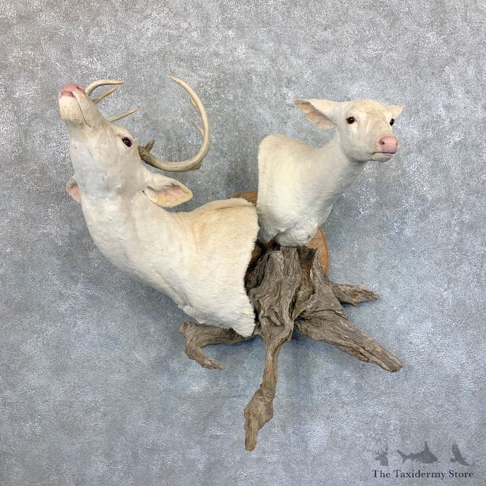 Albino Whitetail Deer Pair Wall Pedestal Mount #23590 For Sale - The Taxidermy Store