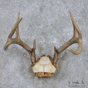 Whitetail Deer Antler Mount For Sale #14291 @ The Taxidermy Store