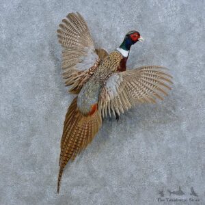 Ringneck Pheasant Bird Mount For Sale #15426 @ The Taxidermy Store