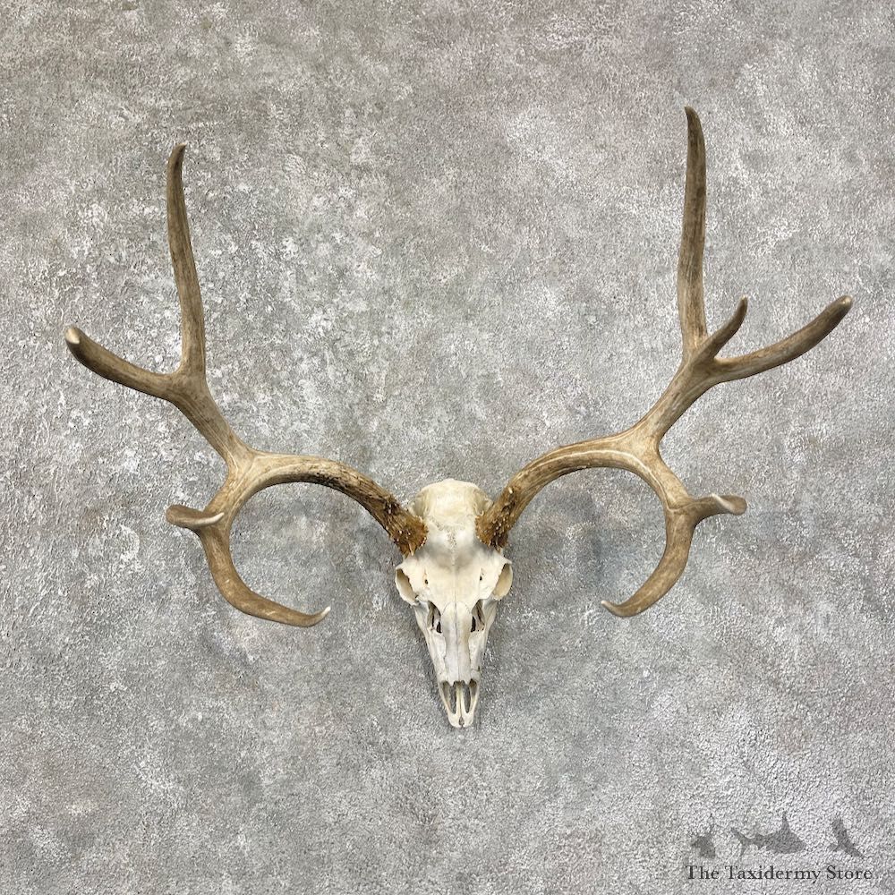 Mule Deer Taxidermy Skull Antler Mount #25677 For Sale @ The Taxidermy Store