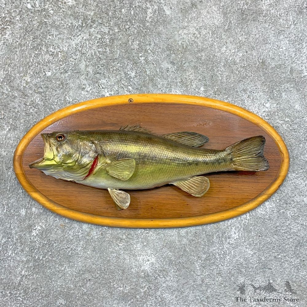 Largemouth Bass Fish Mount For Sale #23566 @ The Taxidermy Store