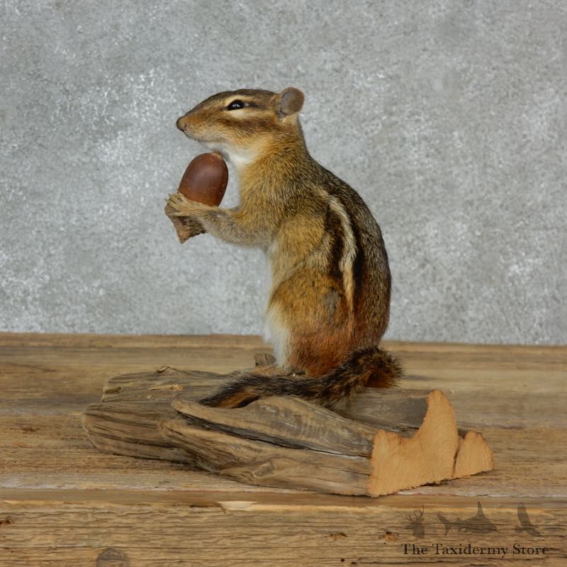Chipmunk Life-Size Mount For Sale #17137 @ The Taxidermy Store