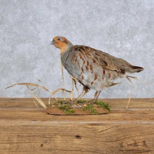 Standing Hungarian Grey Partridge Mount For Sale #14158 @ The Taxidermy Store