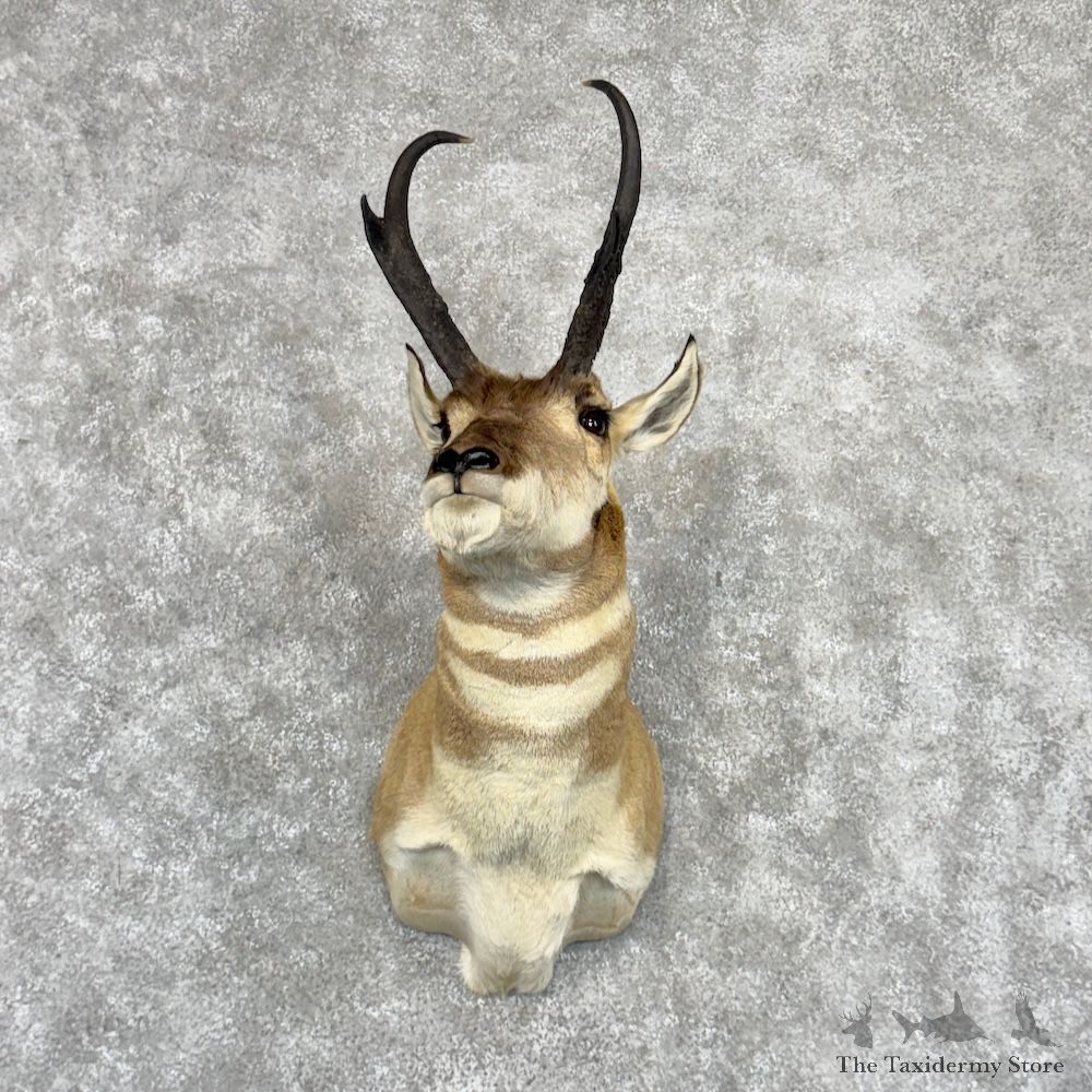 Pronghorn Antelope Shoulder Mount For Sale #30018 @ The Taxidermy-Store