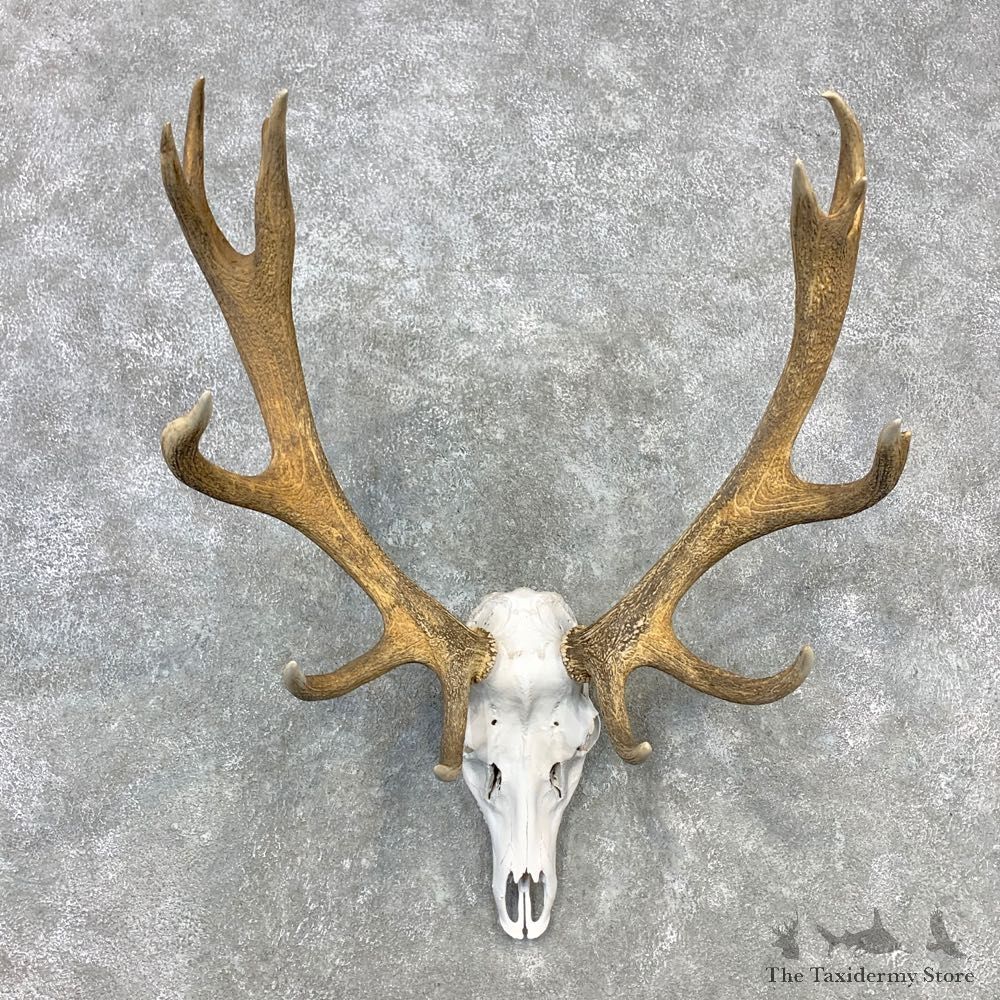 Red Deer Stag Skull European Mount For Sale #23280 @ The Taxidermy Store