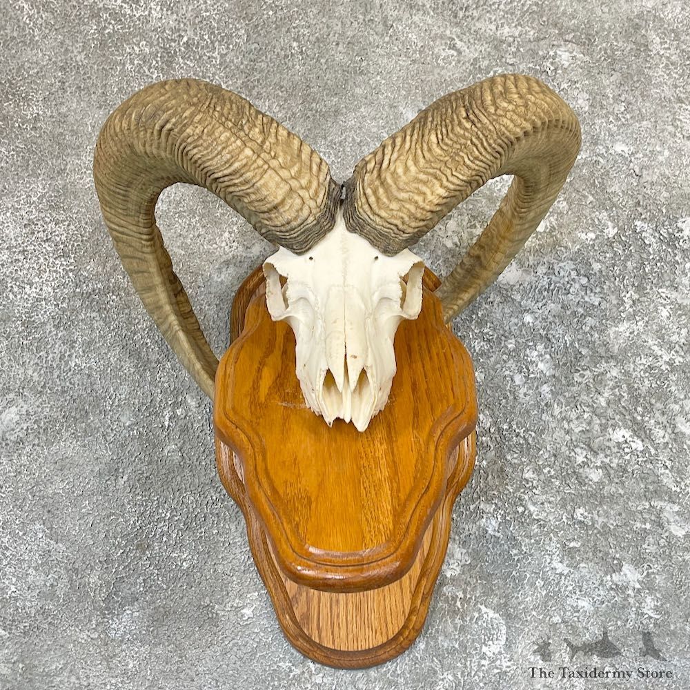 Mouflon Ram Skull Taxidermy Mount For Sale #26603 @ The Taxidermy Store