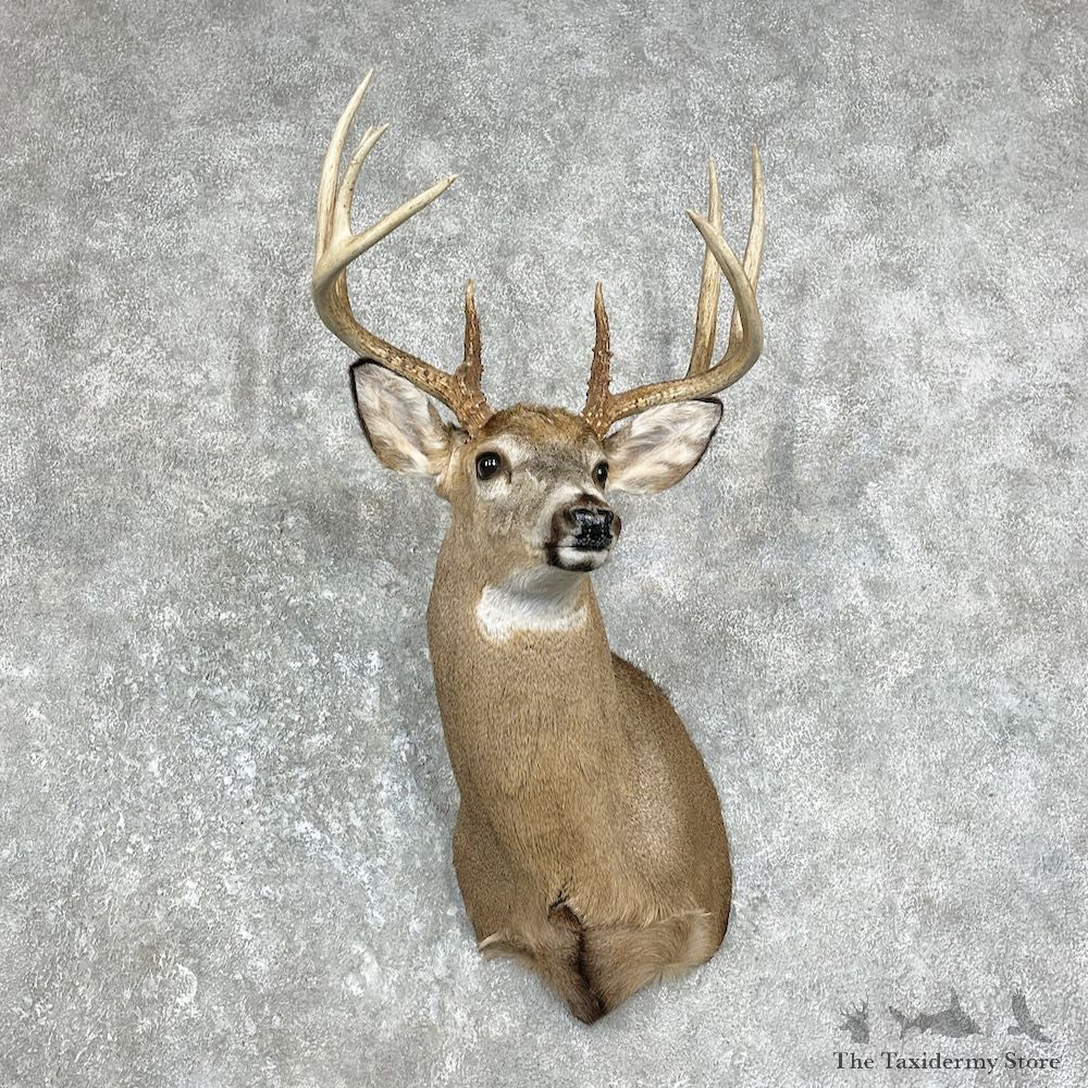 Whitetail Deer Shoulder Mount #26216 For Sale - The Taxidermy Store