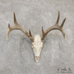 Whitetail Deer Skull European Mount For Sale #20177 @ The Taxidermy Store