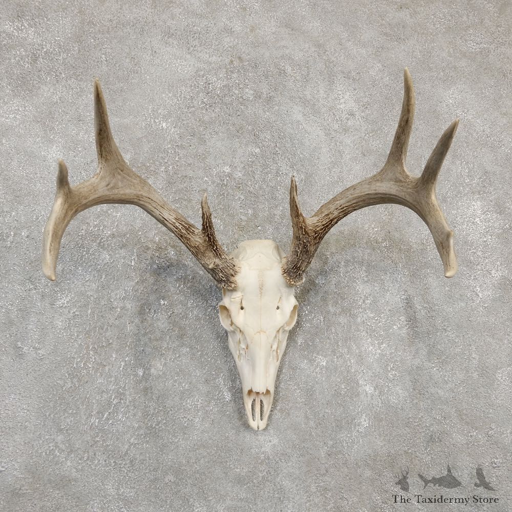 Whitetail Deer Skull European Mount For Sale #20177 @ The Taxidermy Store