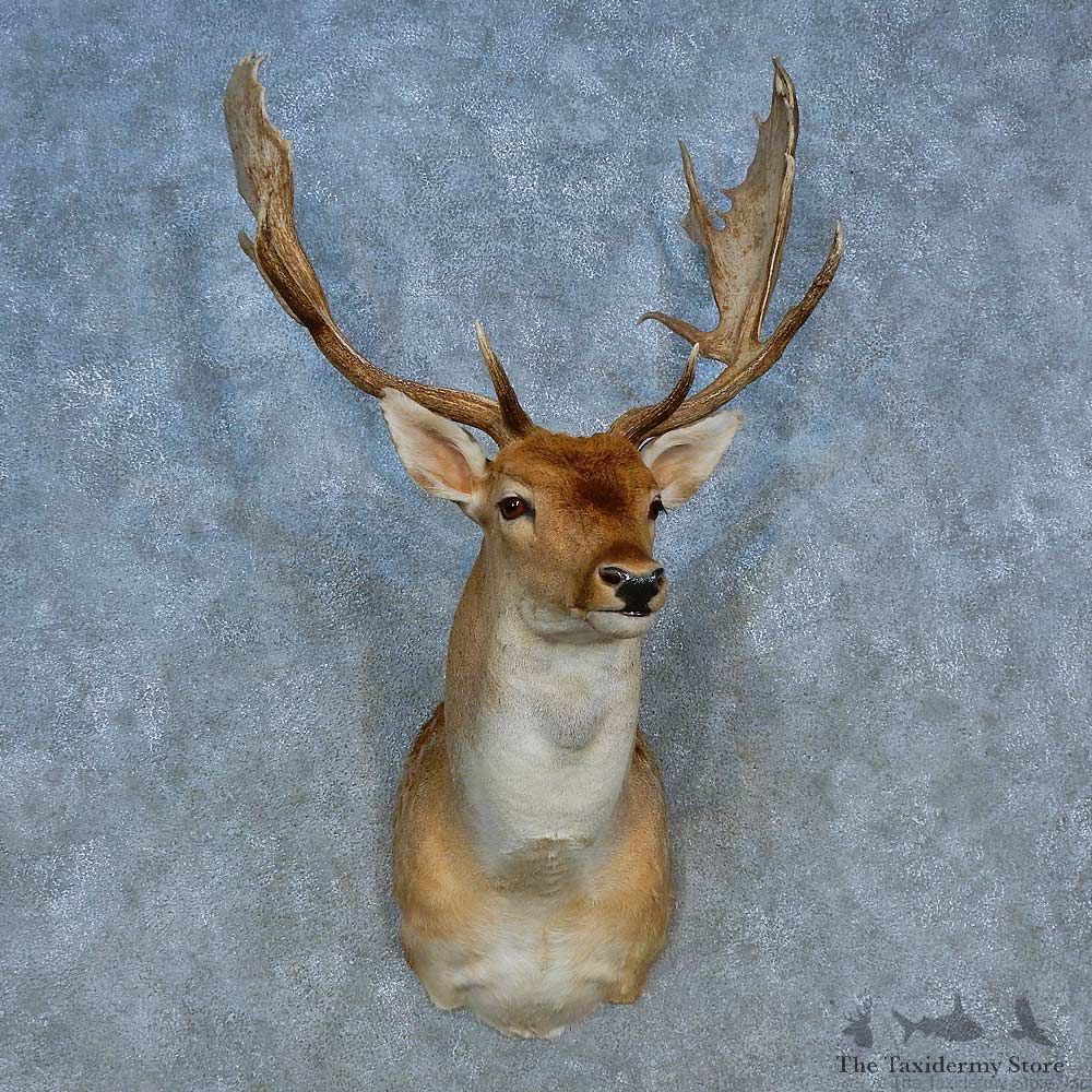 Fallow Deer Shoulder Mount For Sale #15501 @ The Taxidermy Store