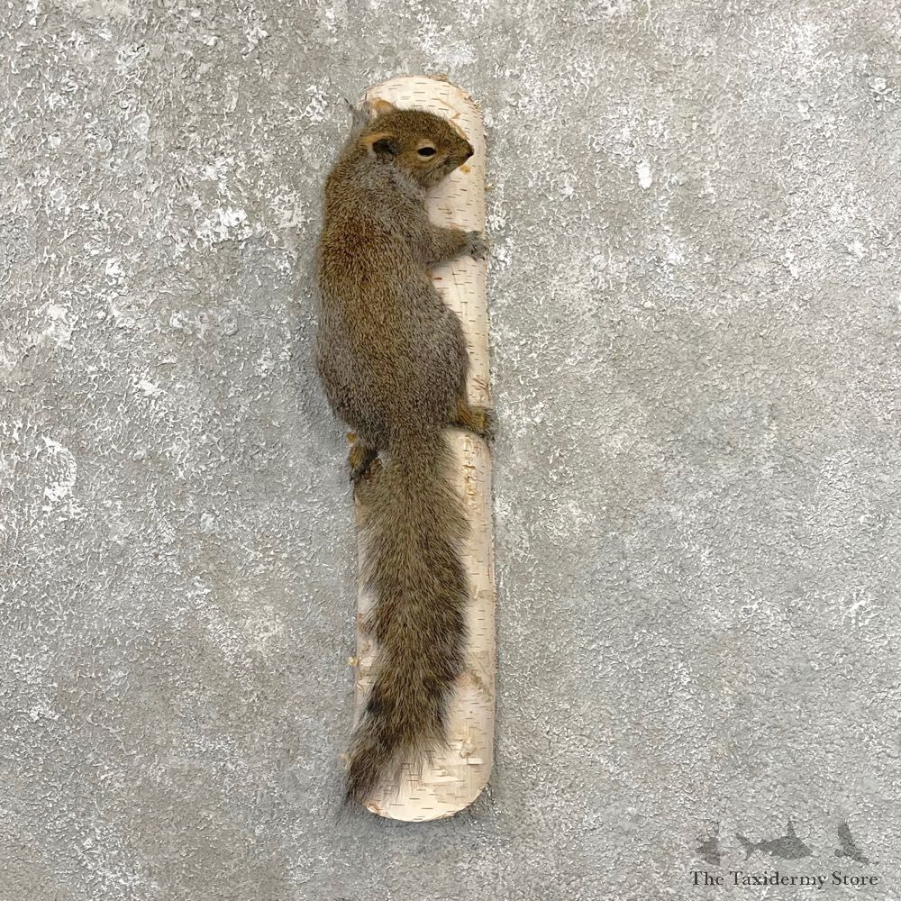 Grey Squirrel Life-Size Mount For Sale #25080 @ The Taxidermy Store