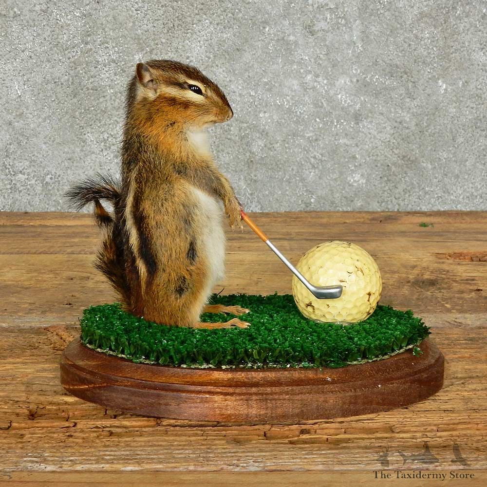 Golfing Squirrel Novelty Mount For Sale #16116 @ The Taxidermy Store