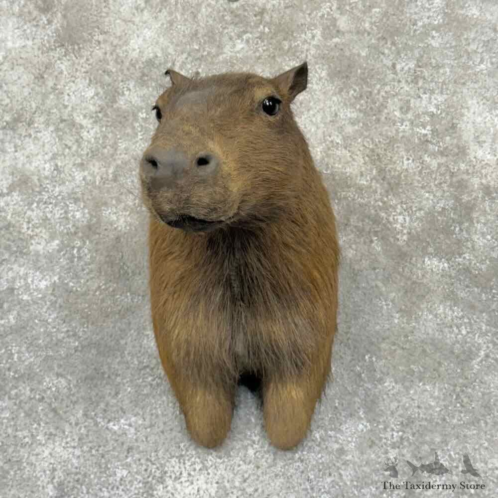 Capybara Shoulder Mount For Sale #31548 @ The Taxidermy Store