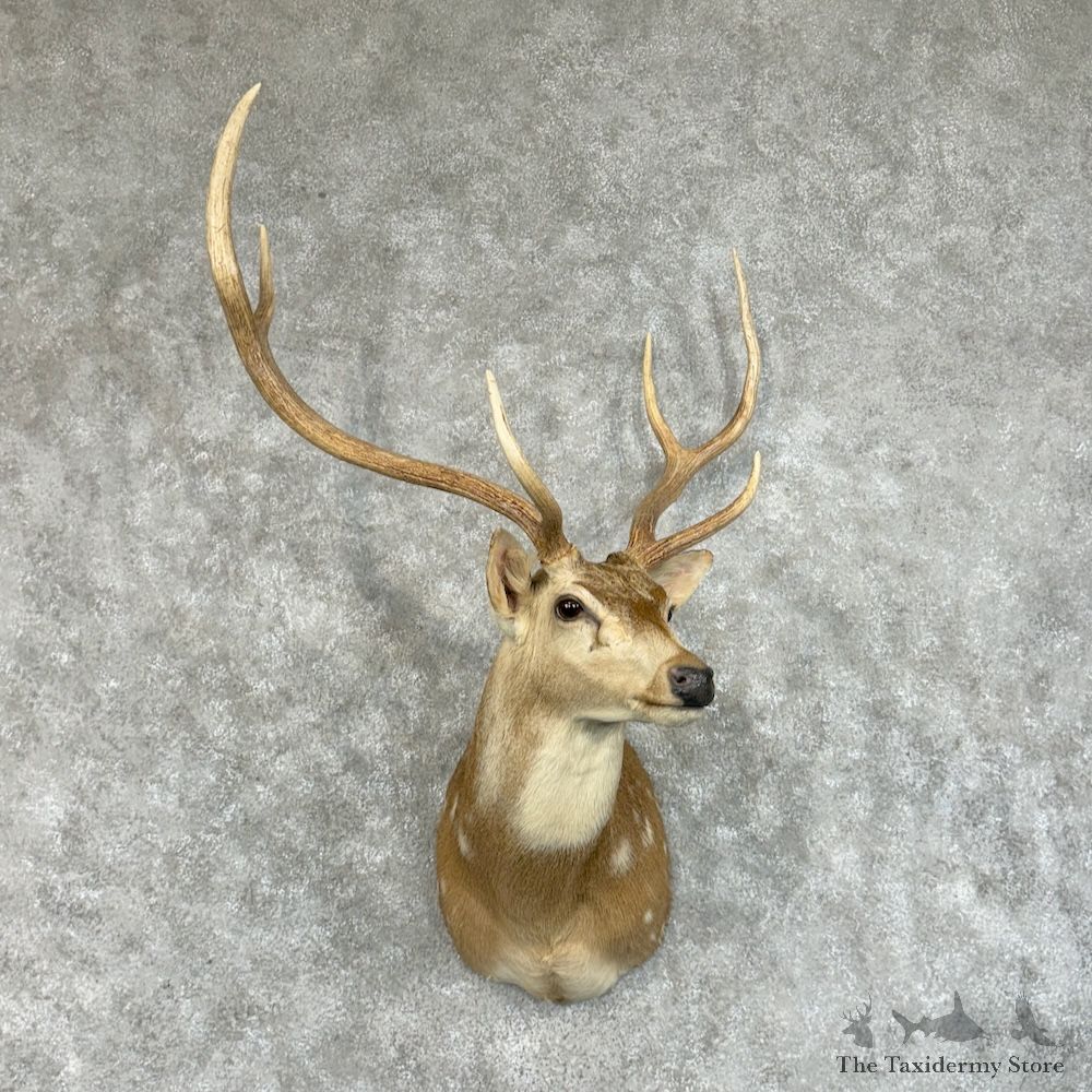 Axis Deer Shoulder Mount For Sale #29680 @ The Taxidermy Store