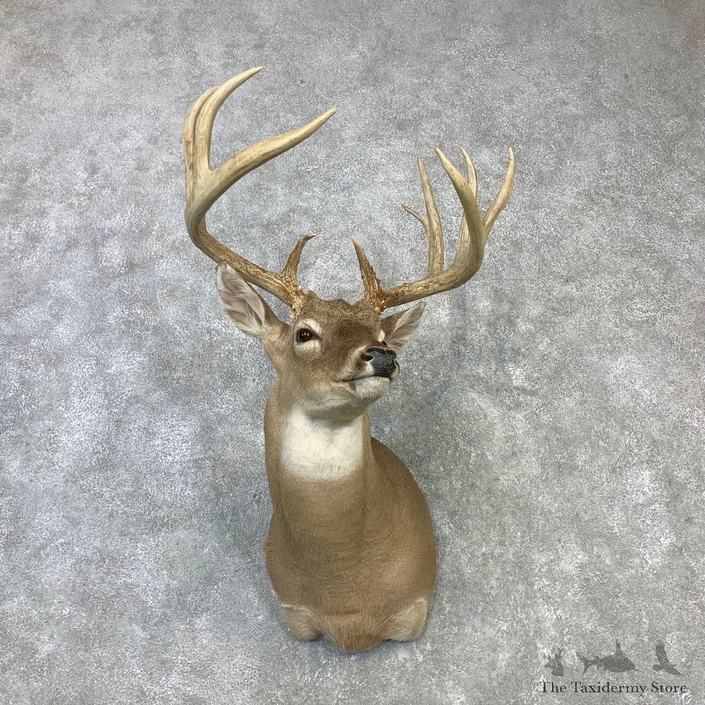 Whitetail Deer Shoulder Mount #23109 For Sale - The Taxidermy Store