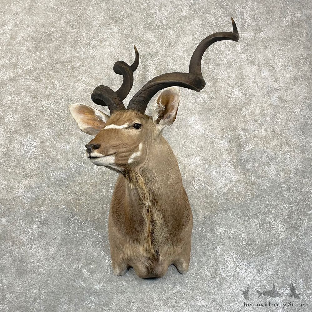 Greater Kudu Shoulder Mount For Sale #24987 @ The Taxidermy Store