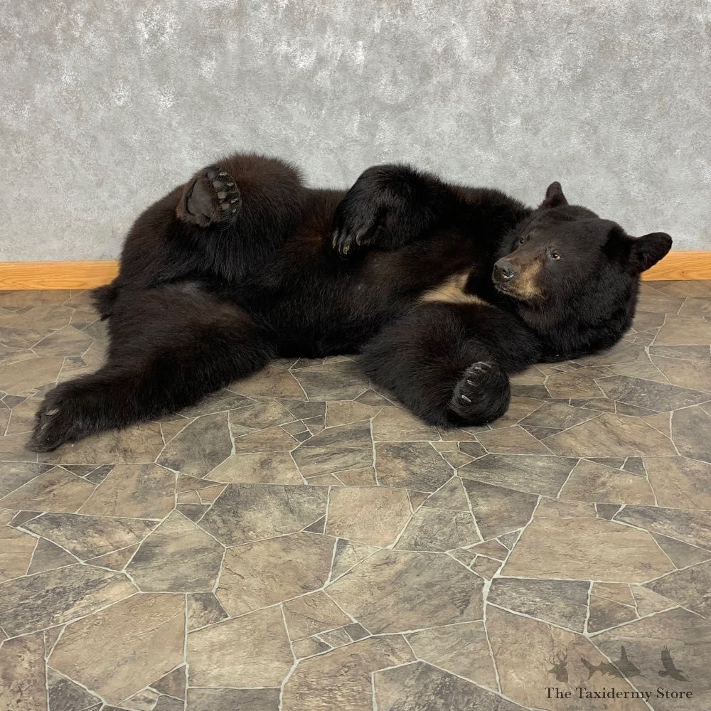 Black Bear Life-Size Mount For Sale #21818 @ The Taxidermy Store