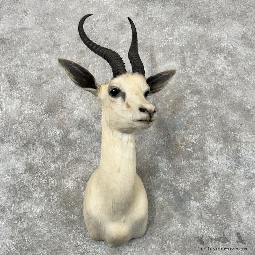 White Springbok Shoulder Mount For Sale #30022 @ The Taxidermy Store