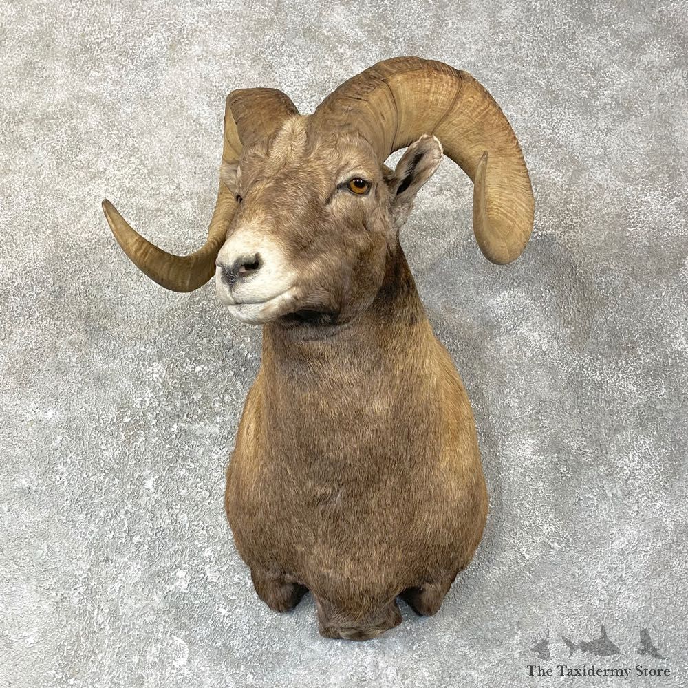 Wyoming Bighorn Sheep Shoulder Mount For Sale #25142 @ The Taxidermy Store