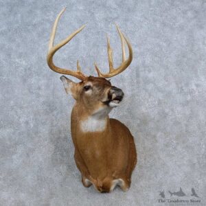 Whitetail Deer Shoulder Mount For Sale #15629 @ The Taxidermy Store