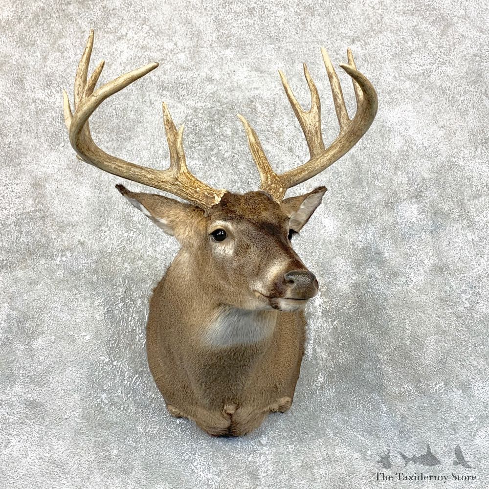 Whitetail Deer Shoulder Mount #23812 For Sale - The Taxidermy Store