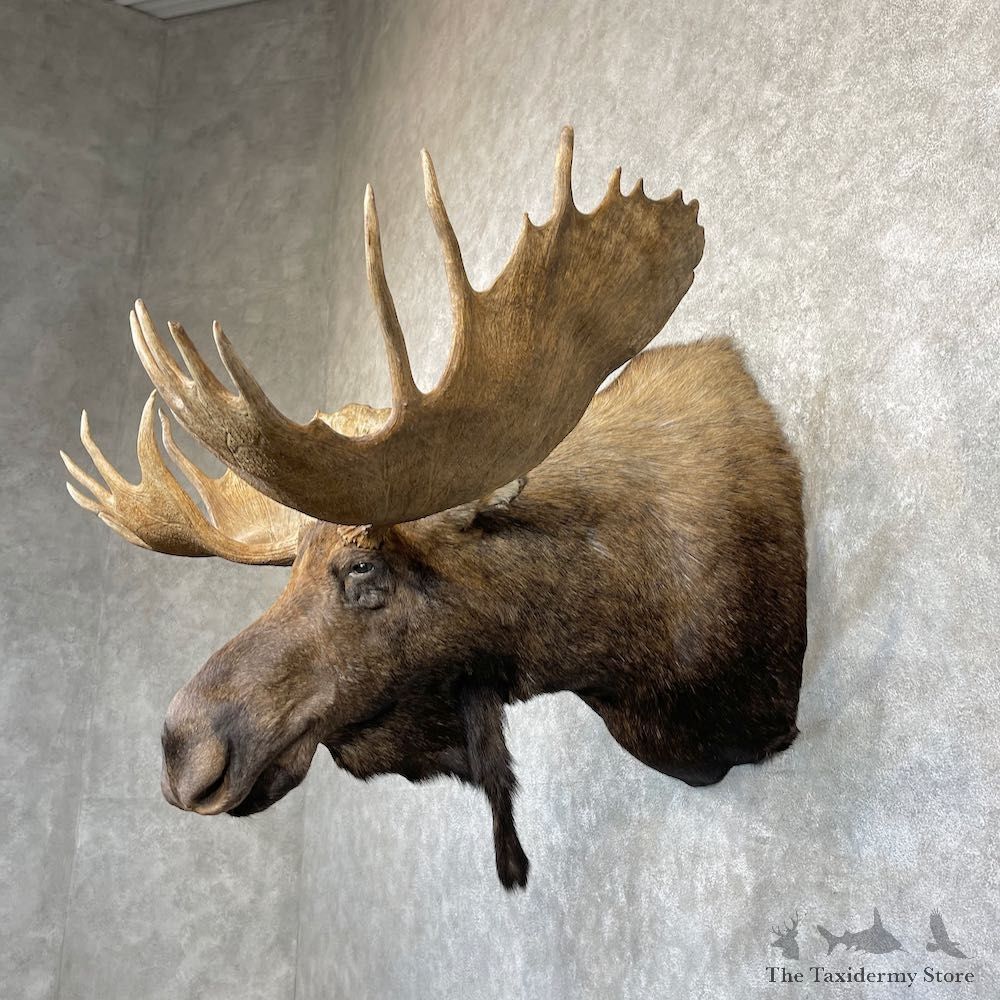 Alaskan Yukon Moose Shoulder Mount For Sale #26471 @ The Taxidermy Store