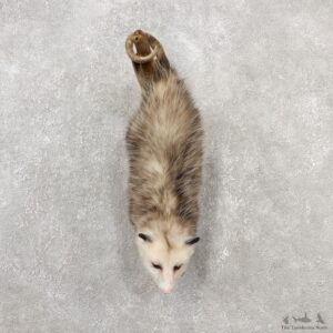 Wall Hanging Opossum Mount For Sale #19079 @ The Taxidermy Store