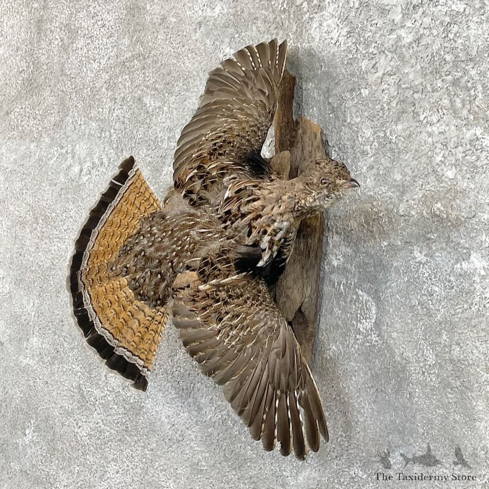 Ruffed Grouse Bird Mount For Sale #27484 @ The Taxidermy Store