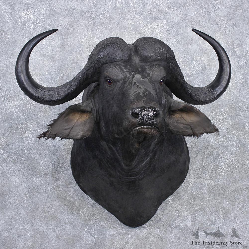 African Cape Buffalo Shoulder Taxidermy Head Mount #12539 For Sale @ The Taxidermy Store