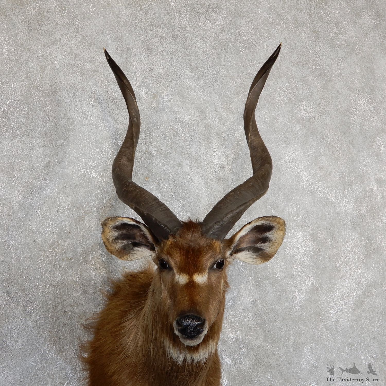 African Sitatunga Shoulder Mount #19632 For Sale @ The Taxidermy Store