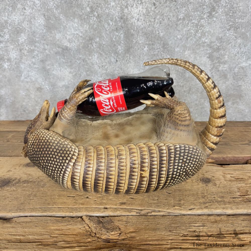 Armadillo Life-Size Mount For Sale #30198 @ The Taxidermy Store