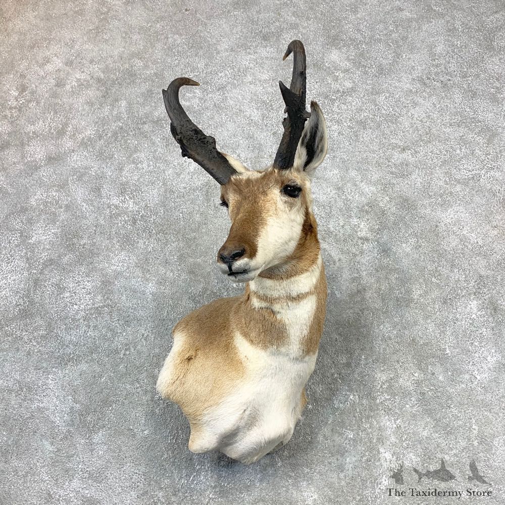 Pronghorn Taxidermy Shoulder Mount #23214 For Sale @ The Taxidermy Store