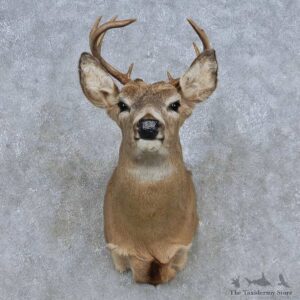 Whitetail Deer Shoulder Mount For Sale #14842 @ The Taxidermy Store