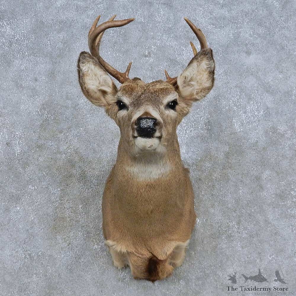 Whitetail Deer Shoulder Mount For Sale #14842 @ The Taxidermy Store