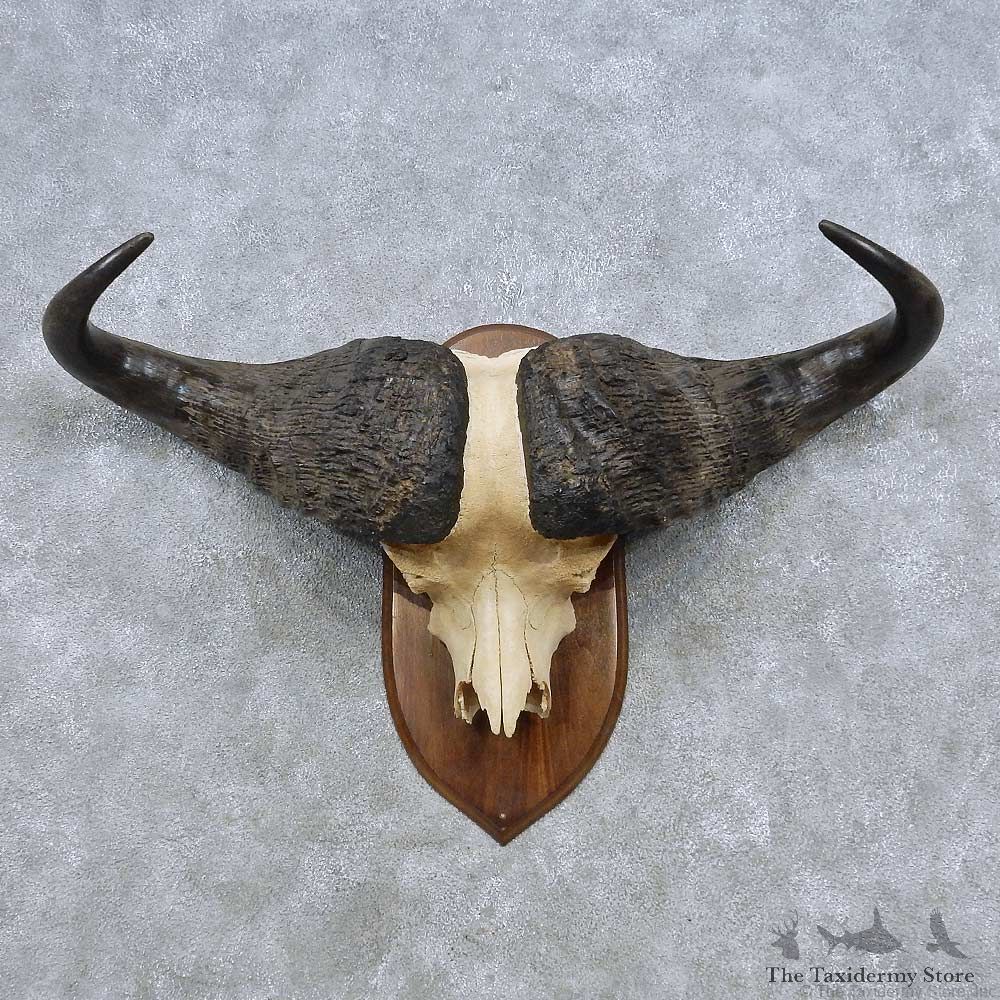 Cape Buffalo Skull European Mount For Sale #14811 @ The Taxidermy Store
