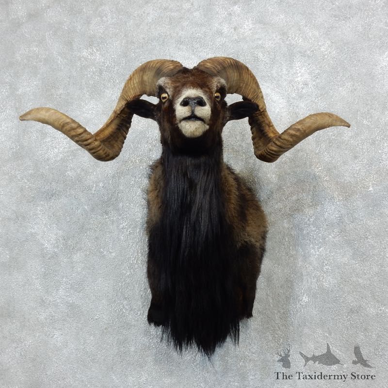 Corsican Ram Half Life-Size Mount For Sale #18288 @ The Taxidermy Store