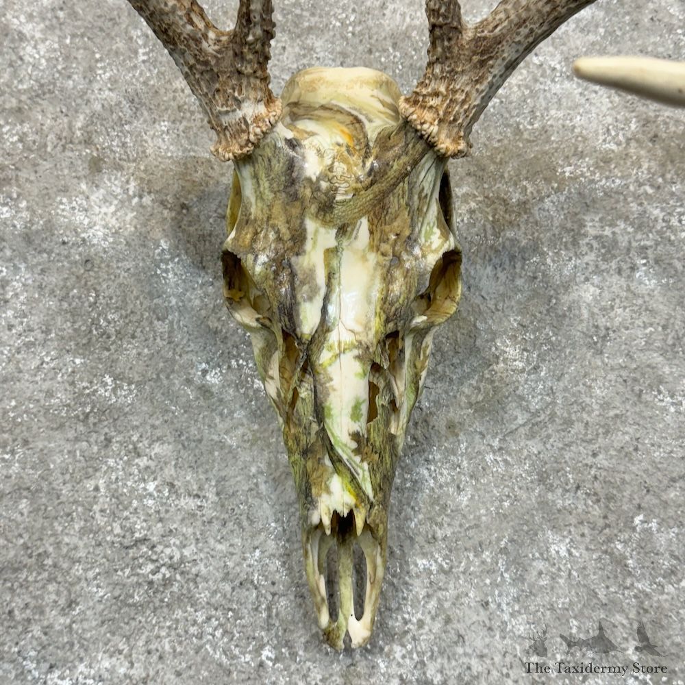 Whitetail Deer Dipped Skull Mount For Sale #29471 @ The Taxidermy Store