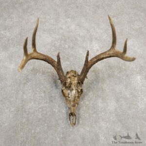 Whitetail Deer Skull European Mount For Sale #20373 @ The Taxidermy Store