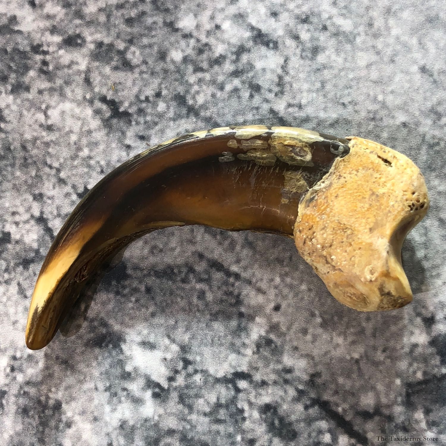 Grizzly Bear Claw For Sale #19385 @ The Taxidermy Store