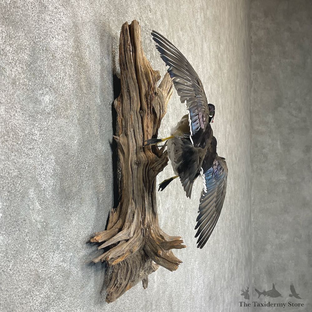 Wood Duck Drake Taxidermy Mount For Sale #26491 @ The Taxidermy Store