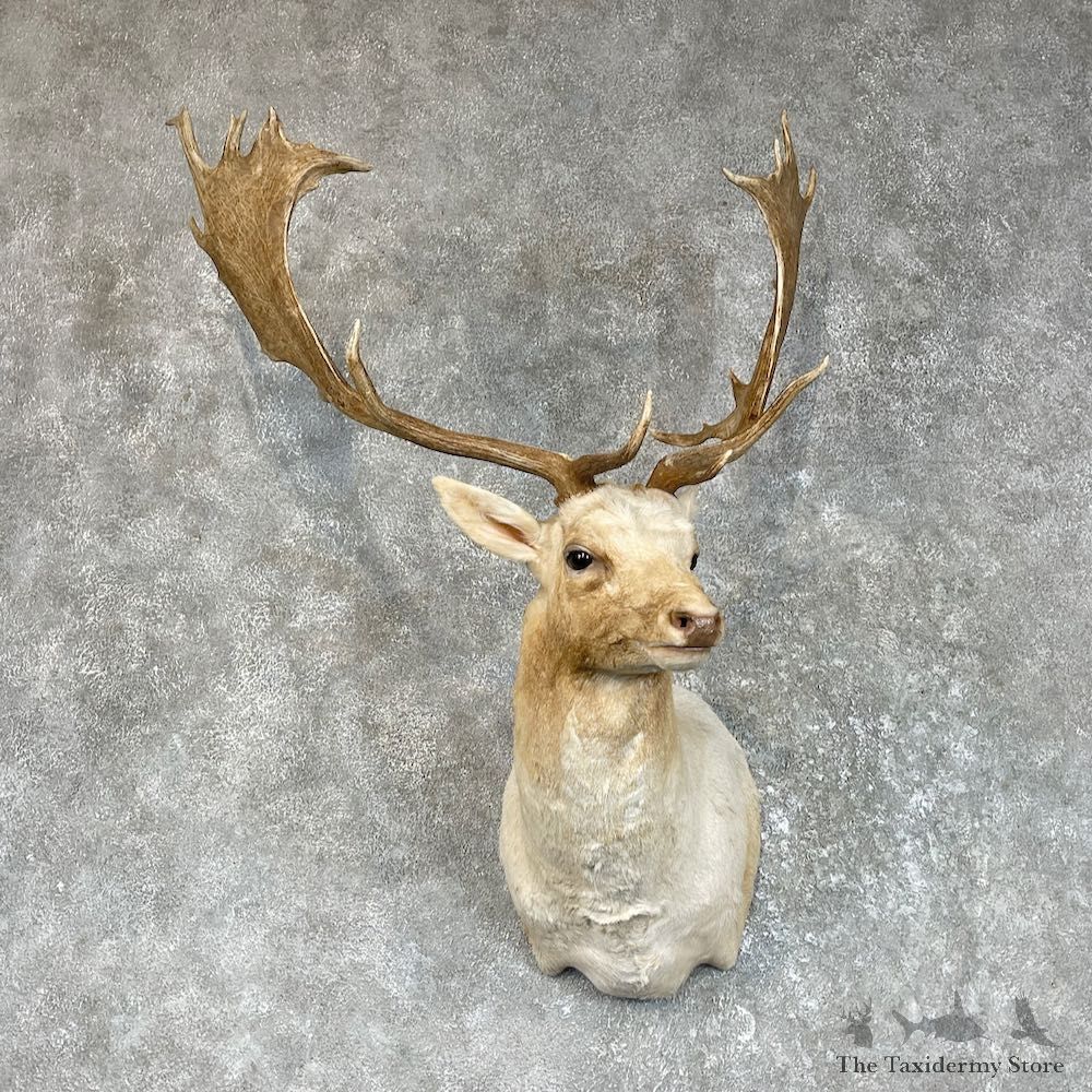 Chocolate Fallow Deer Shoulder Mount For Sale #25719 @ The Taxidermy Store