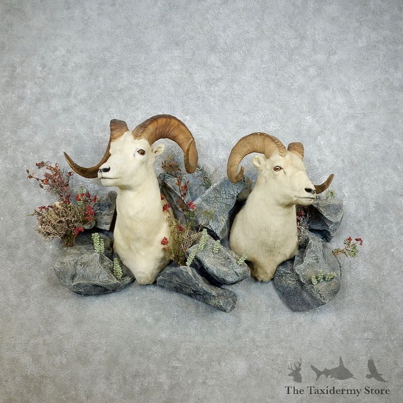 Dall Sheep Shoulder Mount For Sale #18384 @ The Taxidermy Store