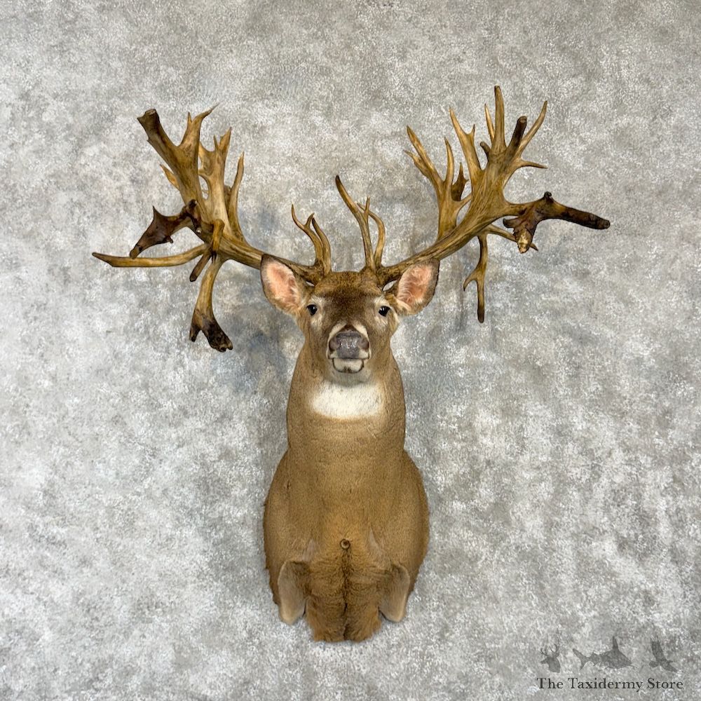 Whitetail Deer Shoulder Mount For Sale #29993 @ The Taxidermy Store