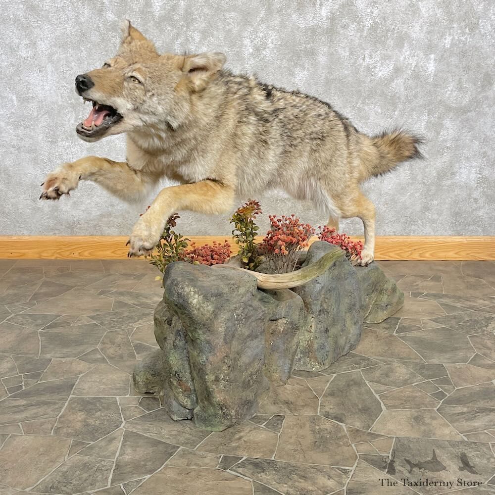 Coyote Life-Size Mount For Sale #27790 @ The Taxidermy Store
