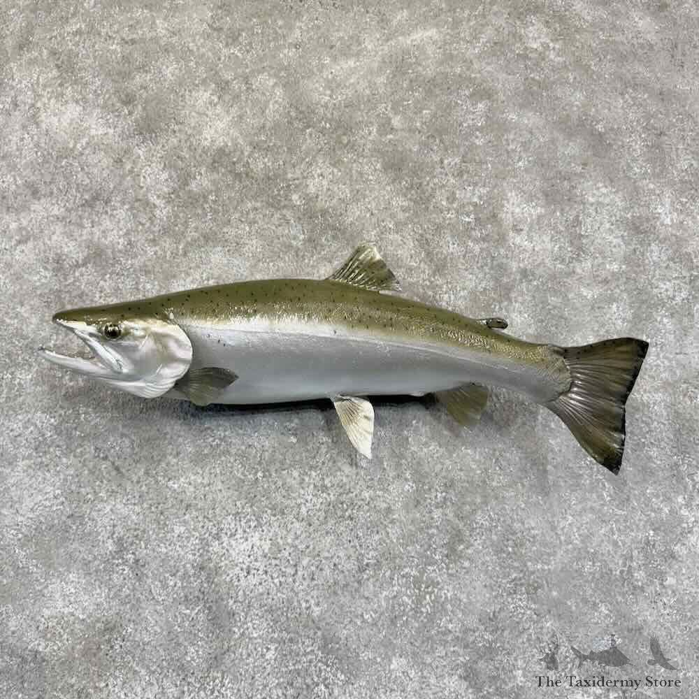 Coho Salmon Fish Mount For Sale #30769 @ The Taxidermy Store