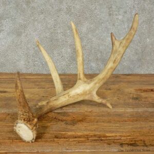Whitetail Deer Antler Shed For Sale #16205 @ The Taxidermy Store