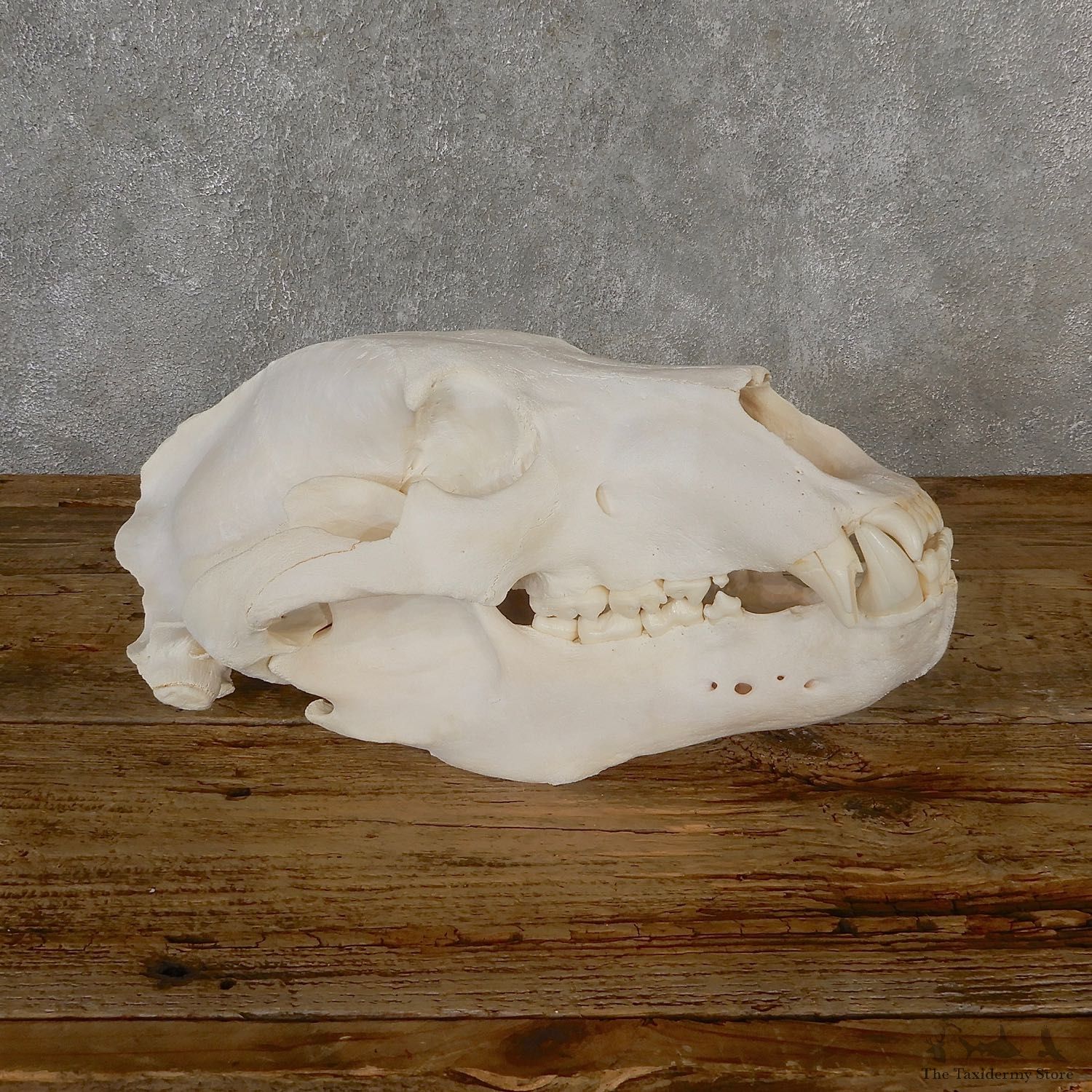 Alaskan Brown Bear Skull Mount For Sale #19270 @ The Taxidermy Store